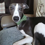 Dog Collar - Green Herringbone Tweed