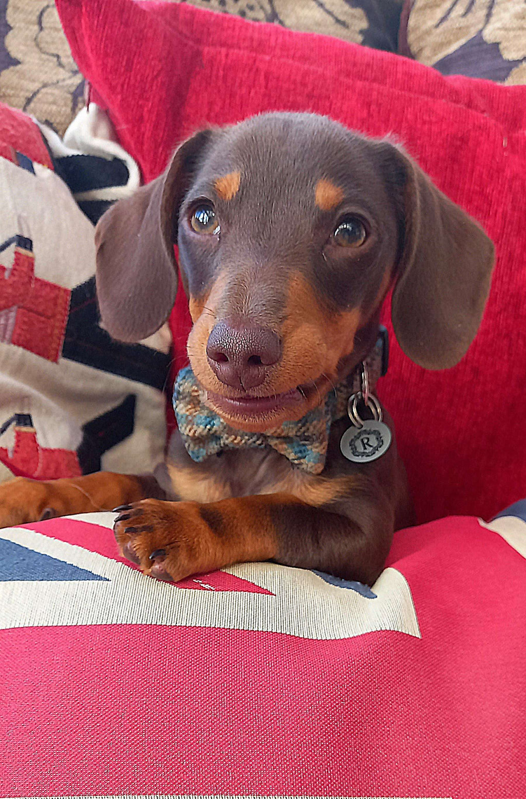 Dachshund wearing a bow tie sitting on a red cushion with a Union Jack design.