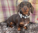 Dog Bow Tie - Grey Tweed