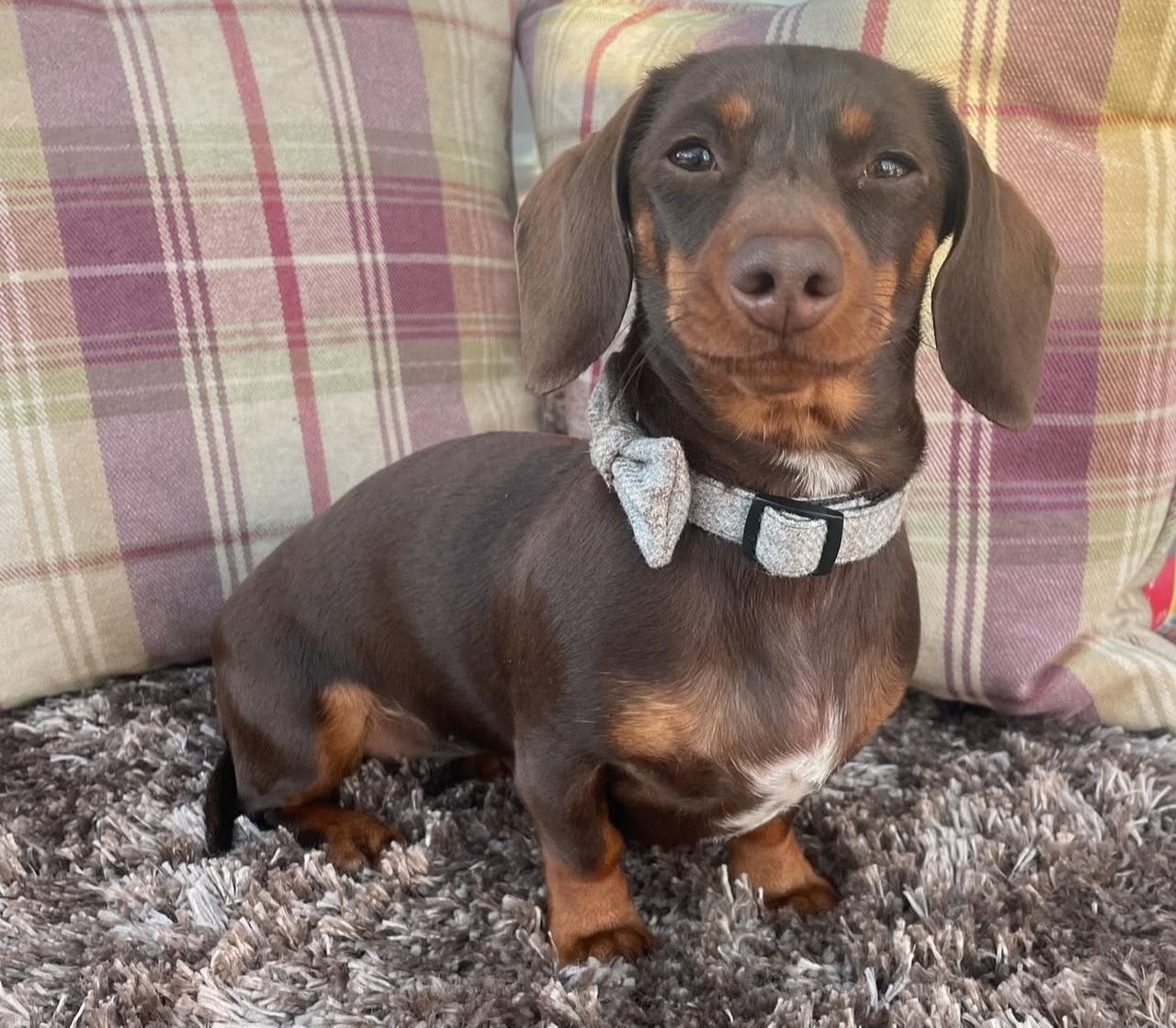 Dachshund wearing a bow tie standing on a carpeted floor with a plaid couch in the background.