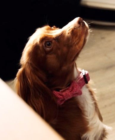 Dog wearing a pink bow tie looking up on a blurred background