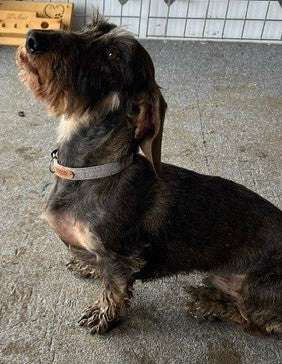 A stylish dog wearing a handmade Grey Tweed dog collar from Created By The Ridleys. Perfect for adding a touch of elegance to your pet's accessories.