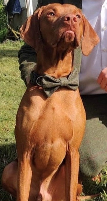 Brown dog wearing a green bow tie outdoors