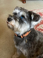 Dog Collar - Orange Tweed