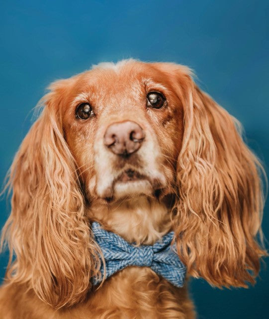 Dog Collar - Blue Herringbone