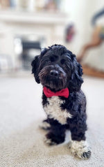 Dog Collar - Red Tweed