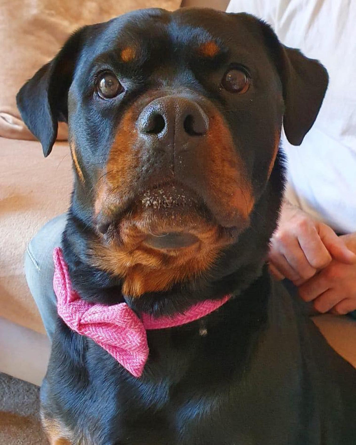 Dog Collar - Pink Herringbone Tweed