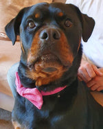 Dog Collar - Pink Herringbone Tweed